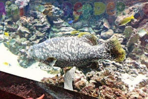 Fish grucker inalogo malcanis - livestone